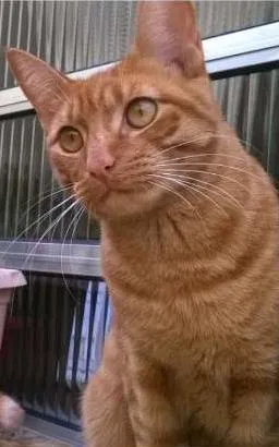 Gato ra a SRD idade 1 ano nome Dunga GRATIFICA