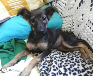 Cachorro raça SRD PASTOR idade 2 a 6 meses nome LILICA