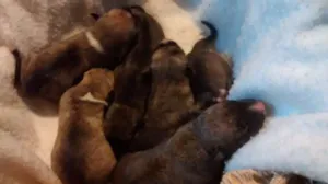 Cachorro raça srd idade Abaixo de 2 meses nome não tem none
