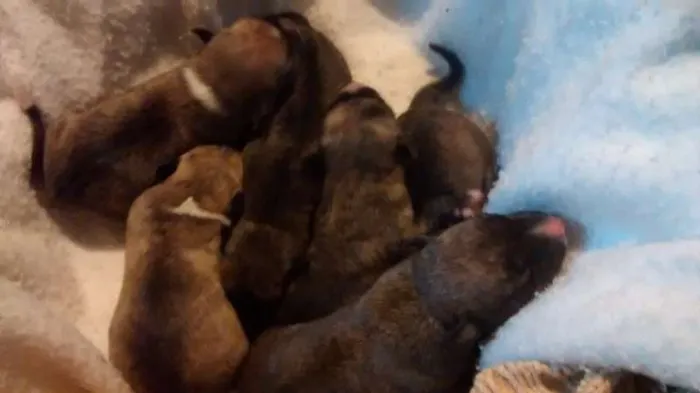 Cachorro ra a srd idade Abaixo de 2 meses nome não tem none