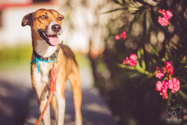 Cachorro raça SRD idade 3 anos nome Emília
