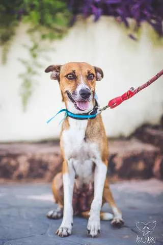 Cachorro raça SRD idade 3 anos nome Emília