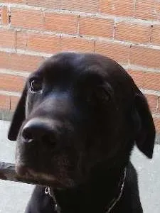 Cachorro ra a Labrador idade 6 ou mais anos nome Marley