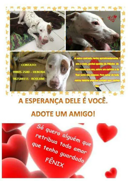 Cachorro ra a Sem difinição idade 1 ano nome Fênix