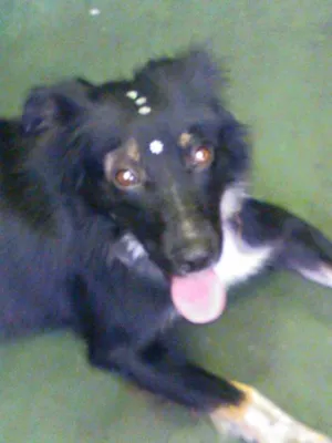 Cachorro raça SRD idade 7 a 11 meses nome Menina Temporária
