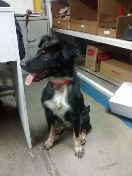 Cachorro ra a SRD idade 7 a 11 meses nome Menina Temporária