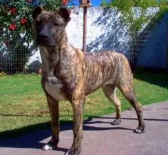 Cachorro ra a Cimarrón Uruguaio idade 4 anos nome Hércules