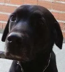 Cachorro ra a Labrador idade 6 ou mais anos nome Marley