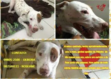 Cachorro ra a Sem difinição idade 1 ano nome Fênix
