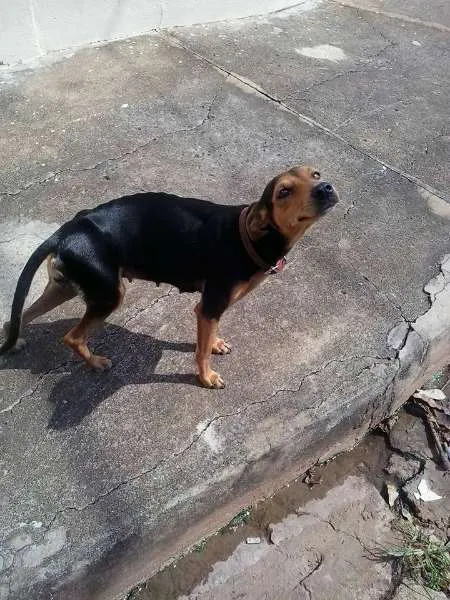Cachorro raça Vira Lata idade 1 ano nome Sem nome