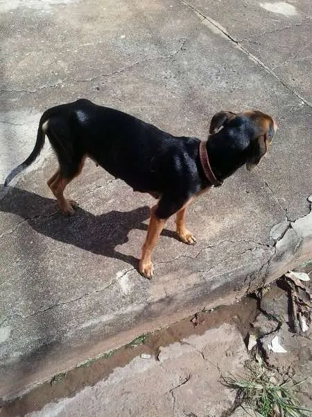 Cachorro raça Vira Lata idade 1 ano nome Sem nome