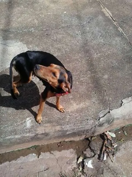 Cachorro raça Vira Lata idade 1 ano nome Sem nome