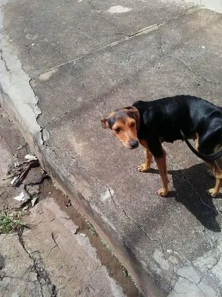 Cachorro raça Vira Lata idade 1 ano nome Sem nome