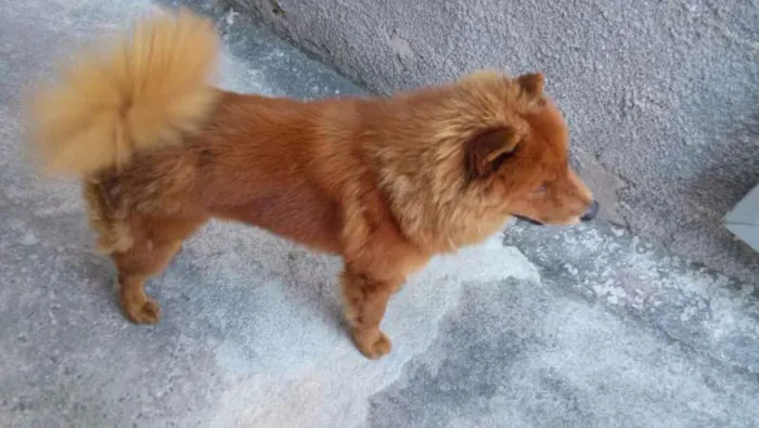 Cachorro ra a Chow Chow idade 1 ano nome BOLT
