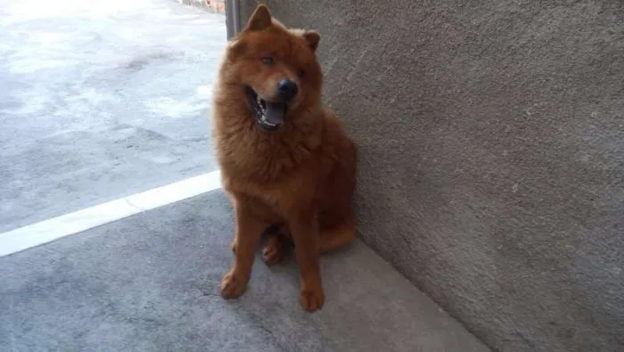 Cachorro ra a Chow Chow idade 1 ano nome BOLT