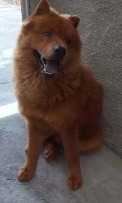 Cachorro ra a Chow Chow idade 1 ano nome BOLT