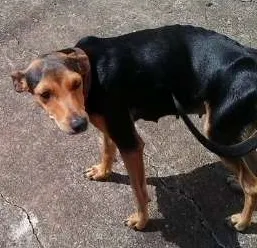 Cachorro raça Vira Lata idade 1 ano nome Sem nome