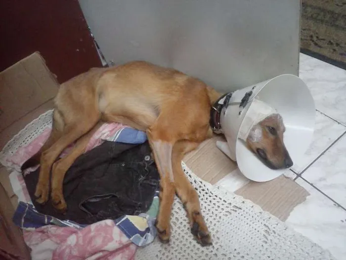 Cachorro ra a vira lata idade 7 a 11 meses nome Mel