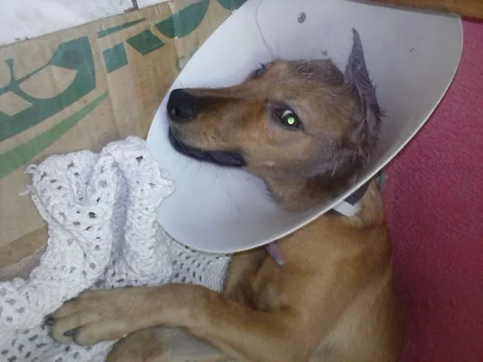 Cachorro ra a vira lata idade 7 a 11 meses nome Mel