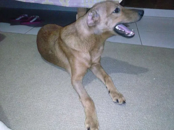 Cachorro ra a vira lata idade 7 a 11 meses nome Mel