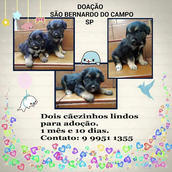 Cachorro ra a SRD  idade 2 a 6 meses nome Caio e Cesar