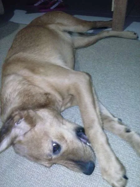 Cachorro ra a vira lata idade 7 a 11 meses nome Mel