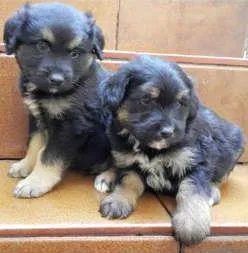 Cachorro ra a SRD  idade 2 a 6 meses nome Caio e Cesar