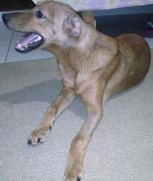 Cachorro ra a vira lata idade 7 a 11 meses nome Mel