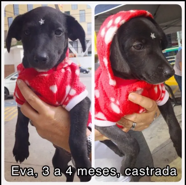 Cachorro ra a SRD idade 2 a 6 meses nome EVA