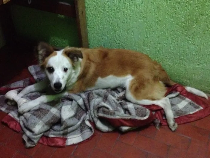 Cachorro ra a  idade 1 ano nome Sem nome 