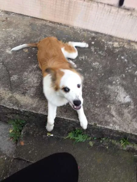 Cachorro ra a  idade 1 ano nome Sem nome 