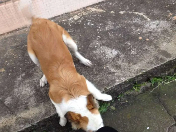 Cachorro ra a  idade 1 ano nome Sem nome 