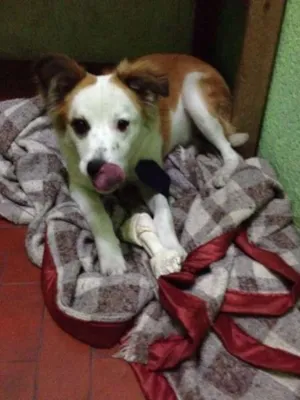 Cachorro raça  idade 1 ano nome Sem nome 