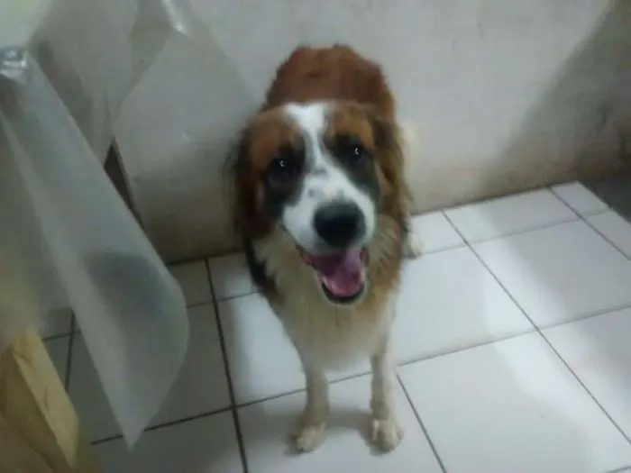 Cachorro raça  idade 3 anos nome Billy