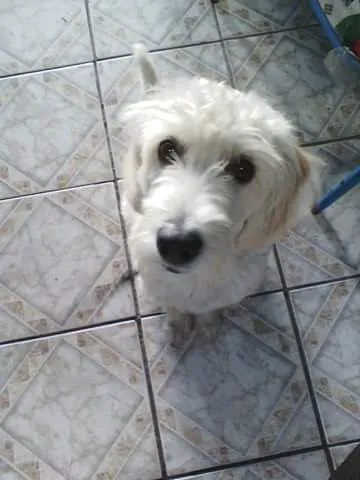 Cachorro ra a Poodle com Cocker idade 7 a 11 meses nome Bella