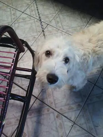 Cachorro ra a Poodle com Cocker idade 7 a 11 meses nome Bella