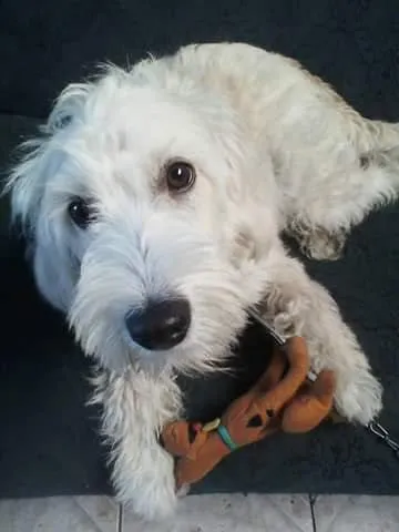 Cachorro ra a Poodle com Cocker idade 7 a 11 meses nome Bella
