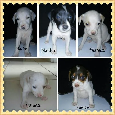 Cachorro ra a viralata  idade Abaixo de 2 meses nome sem nomes 