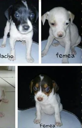 Cachorro ra a viralata  idade Abaixo de 2 meses nome sem nomes 