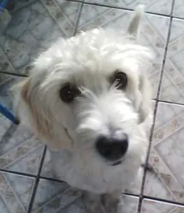 Cachorro ra a Poodle com Cocker idade 7 a 11 meses nome Bella