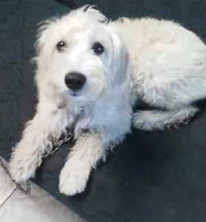 Cachorro raça Poodle com Cocker idade 7 a 11 meses nome Bella