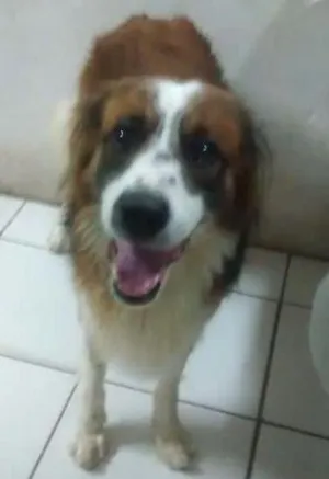 Cachorro raça  idade 3 anos nome Billy