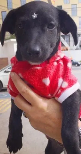 Cachorro ra a SRD idade 2 a 6 meses nome EVA