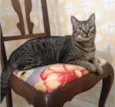 Chico
