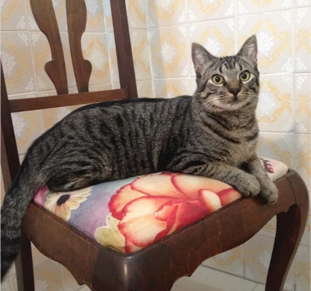 Gato ra a SRD idade 7 a 11 meses nome Chico