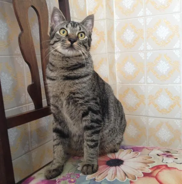 Gato ra a SRD idade 7 a 11 meses nome Chico