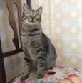 Chico