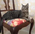 Chico