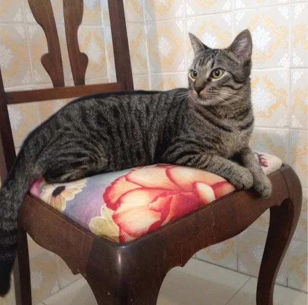 Gato ra a SRD idade 7 a 11 meses nome Chico