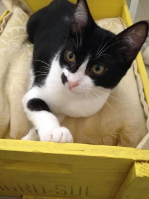 Gato raça SRD idade 2 a 6 meses nome Alecrim